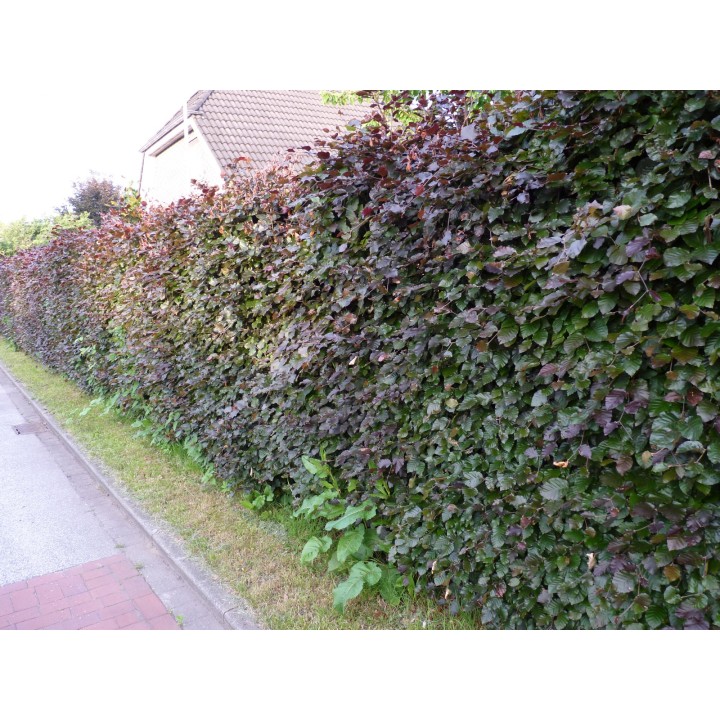Fagus sylvatica purpurea - Blutbuche, Freilandware