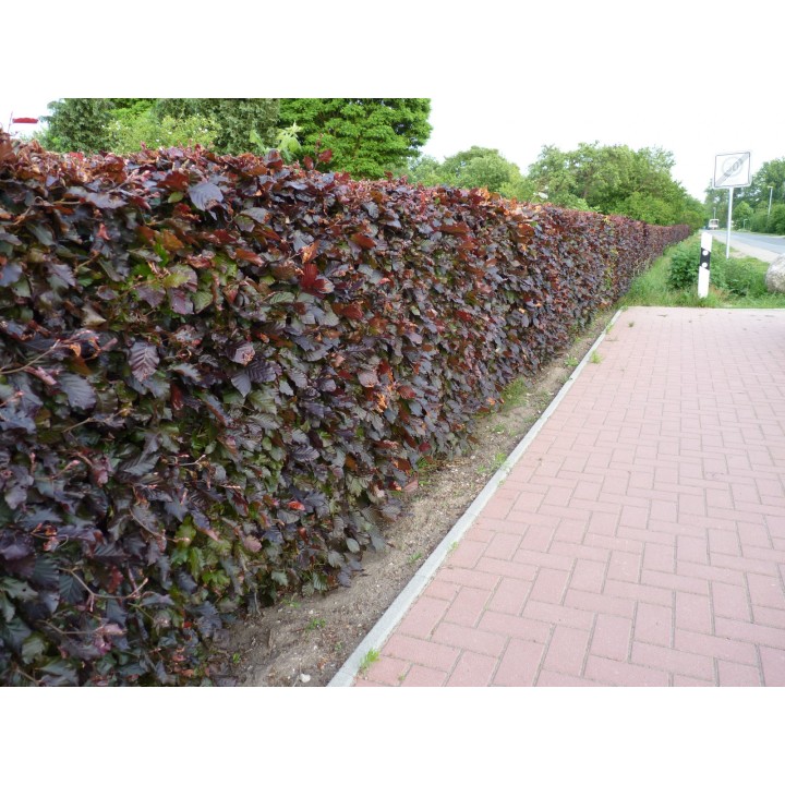 Fagus sylvatica purpurea - Blutbuche, Freilandware