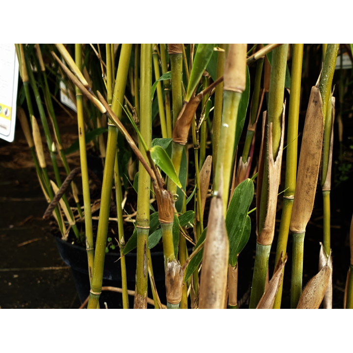 Bambus Fargesia 'Ivory Ibis'