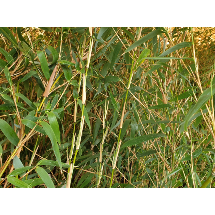 Bambus Fargesia 'Ivory Ibis'