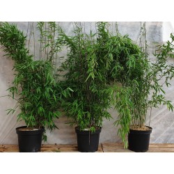 Kugeliger Gartenbambus