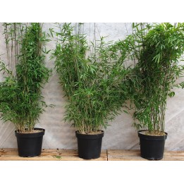 Bambus Fargesia nitida 'Black Pearl'