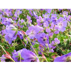 Geranium Rozanne