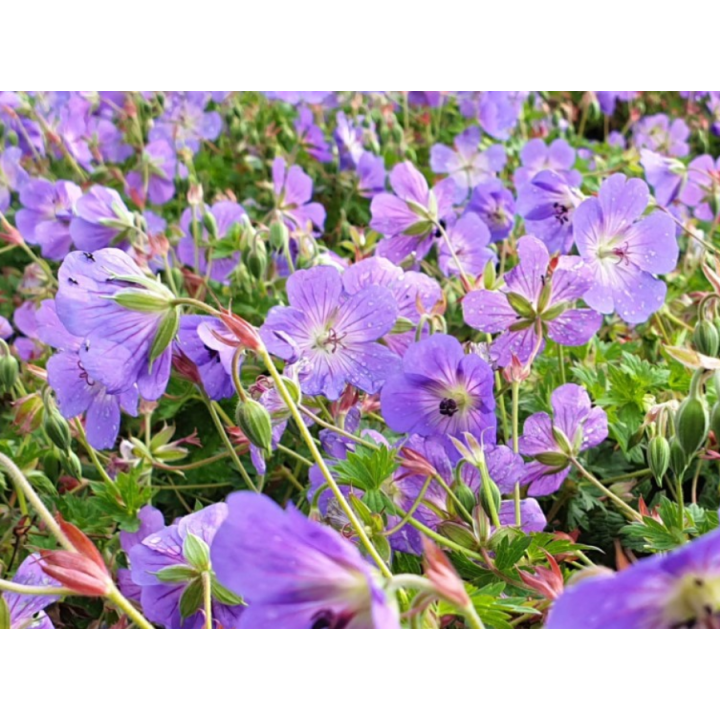 Geranium wallichianum 'Rozanne' ®