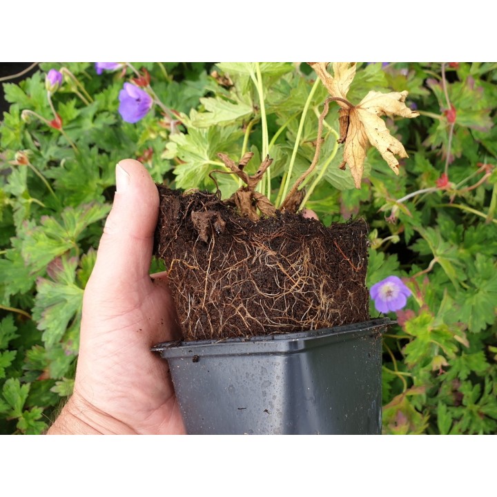 Geranium wallichianum 'Rozanne' ®