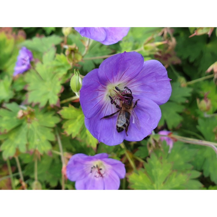 Geranium wallichianum 'Rozanne' ®