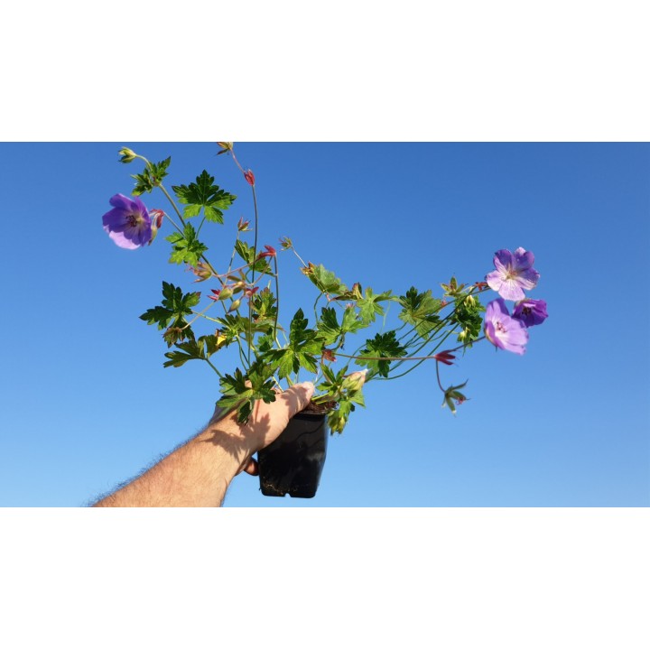 Geranium wallichianum 'Rozanne' ®