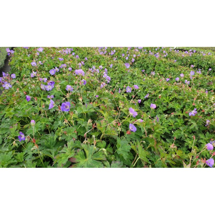 Geranium wallichianum 'Rozanne' ®