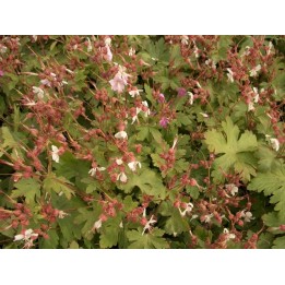 Geranium macrorrhizum spessart - Storschschabel