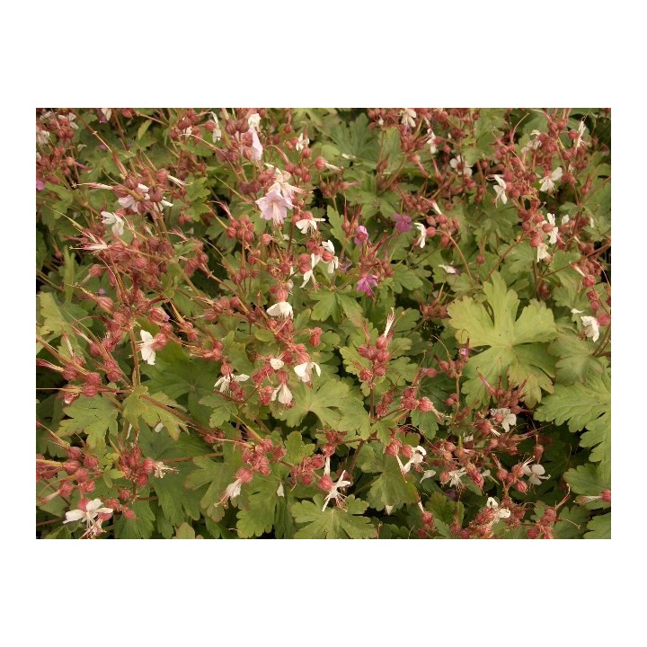 Geranium macrorrhizum spessart - Storschschabel