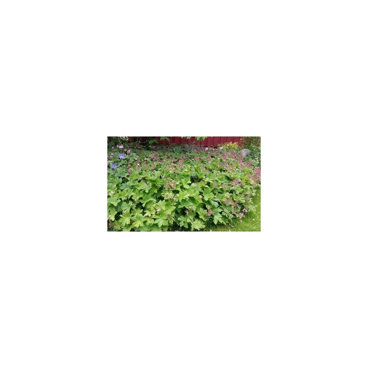 Geranium macrorrhizum spessart - Storschschabel