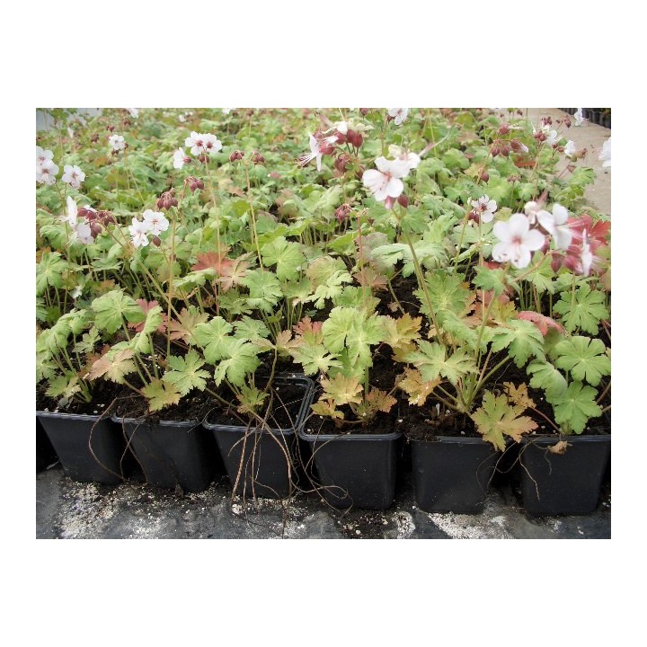 Geranium macrorrhizum spessart - Storschschabel