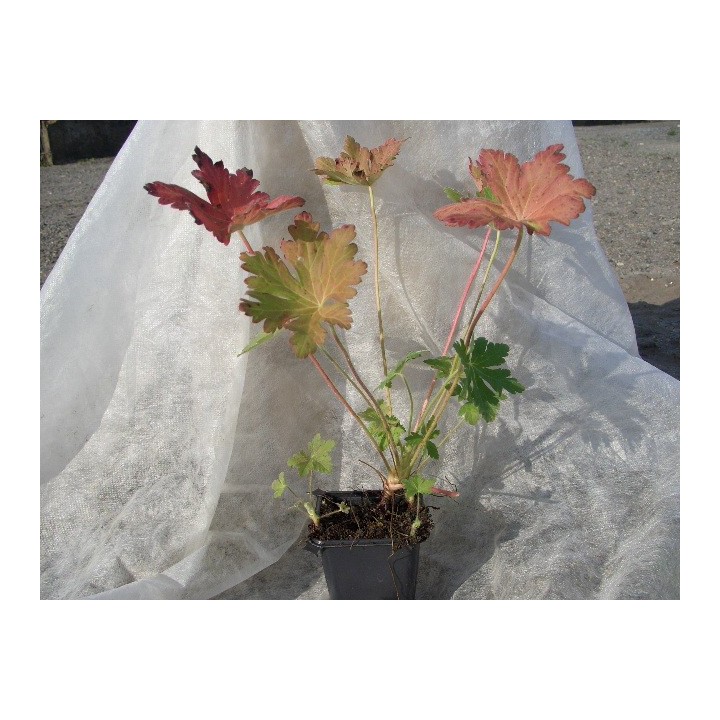 Geranium macrorrhizum spessart - Storschschabel
