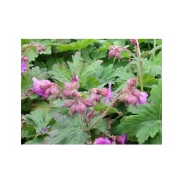 Geranium macrorrhizum - Balkan Storschnabel