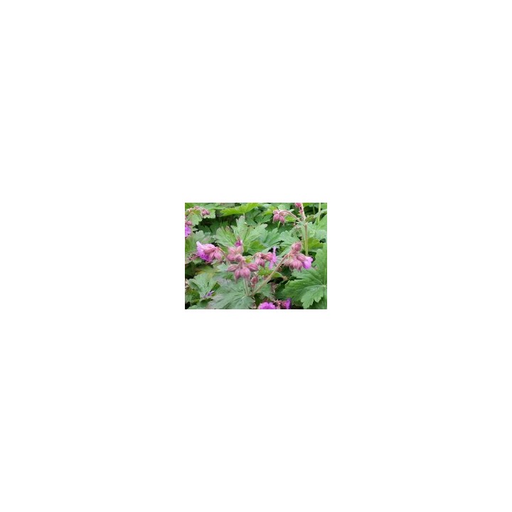 Geranium macrorrhizum - Balkan Storschnabel