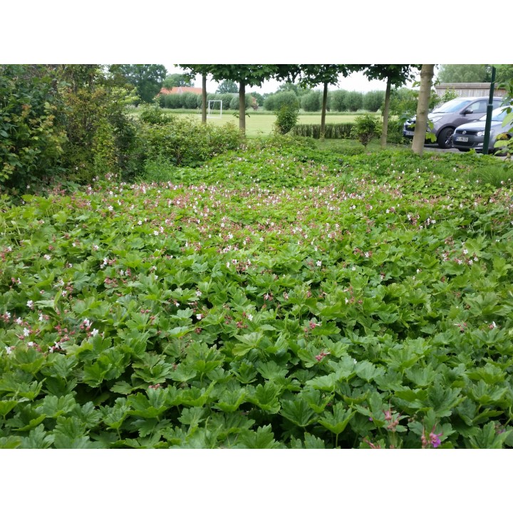 Geranium macrorrhizum - Balkan Storschnabel