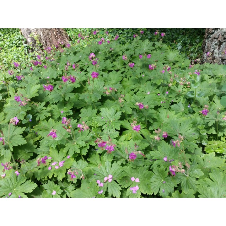 Geranium macrorrhizum - Balkan Storschnabel