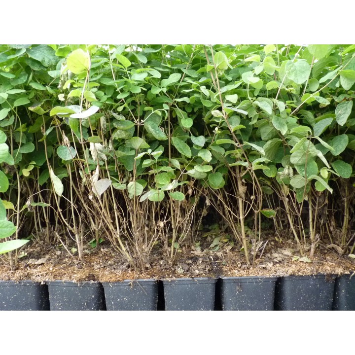Lonicera Xylosteum - Heckenkirsche