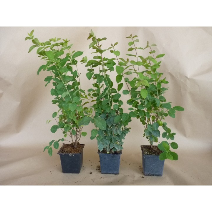Lonicera Xylosteum - Heckenkirsche