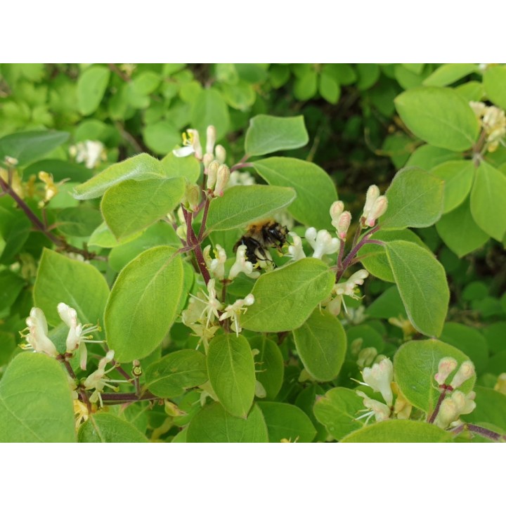 Lonicera Xylosteum - Heckenkirsche
