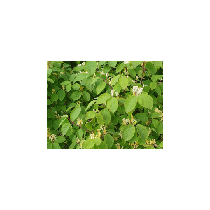 Lonicera Xylosteum - Heckenkirsche