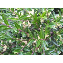 Lonicera Pileata - Kriech-Heckenkirsche