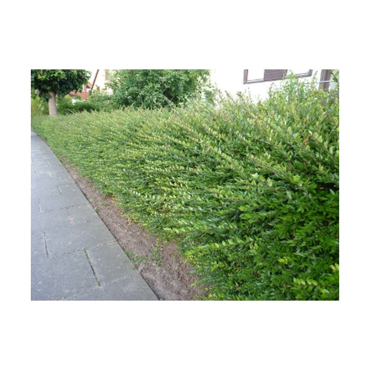 Lonicera Pileata - Kriech-Heckenkirsche