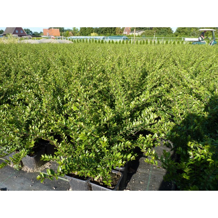 Lonicera Pileata - Kriech-Heckenkirsche
