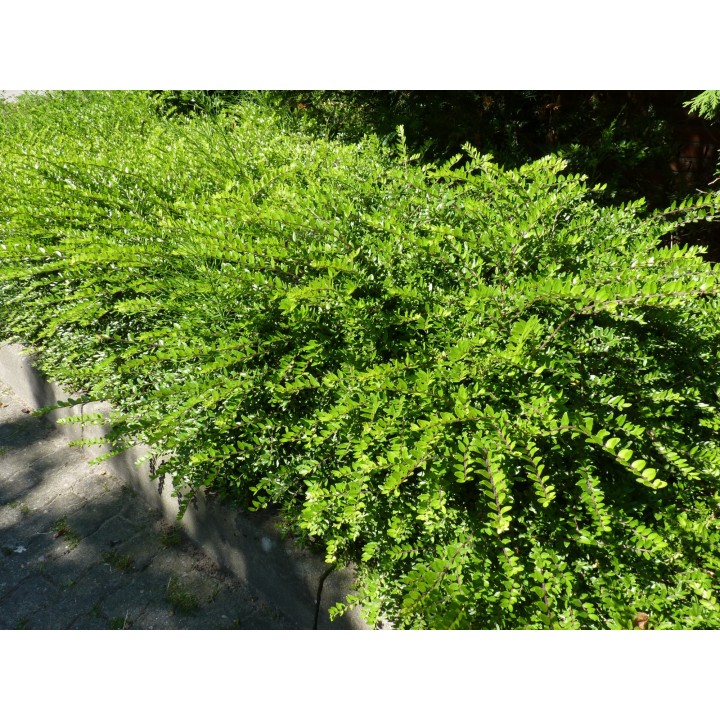 Lonicera Nitida Maigrün - Böschungsmyrthe