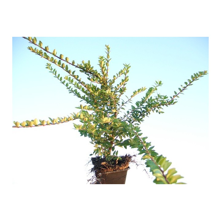 Lonicera Nitida Maigrün - Böschungsmyrthe