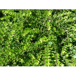 Lonicera Nitida Maigrün - Böschungsmyrthe