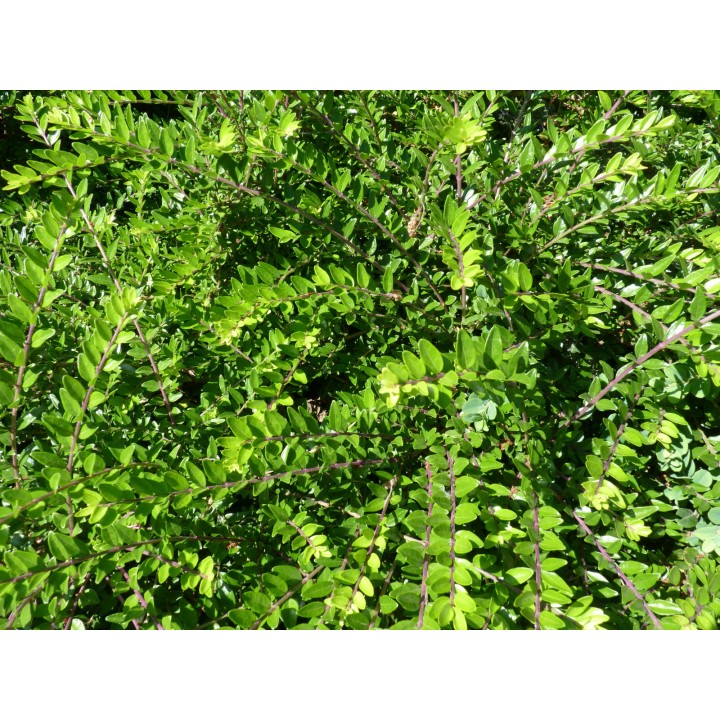 Lonicera Nitida Maigrün - Böschungsmyrthe