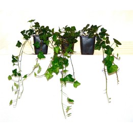 Hedera helix - Efeu