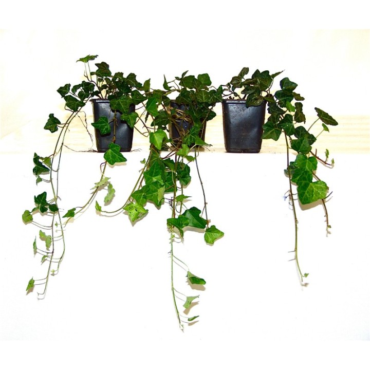 Hedera helix - Efeu