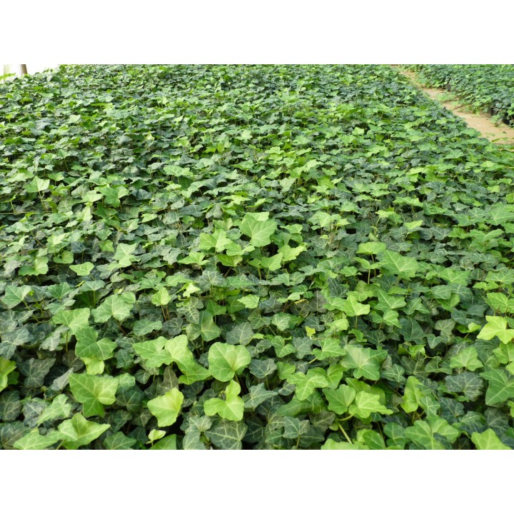 Hedera helix - Efeu