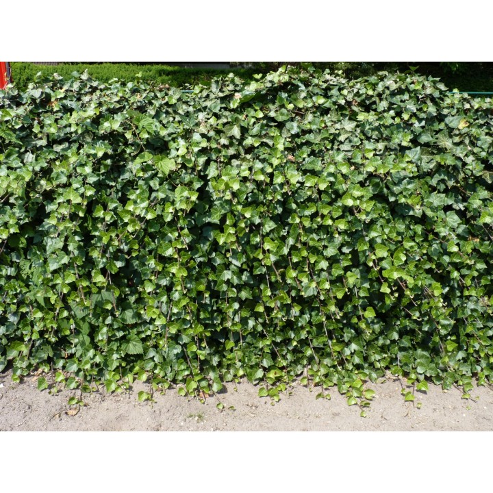 Hedera helix - Efeu
