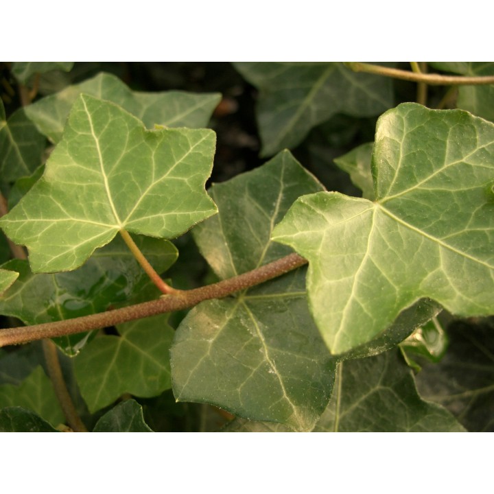 Hedera helix - Efeu
