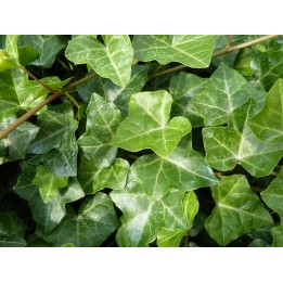 Hedera Hibernica - Irischer Efeu
