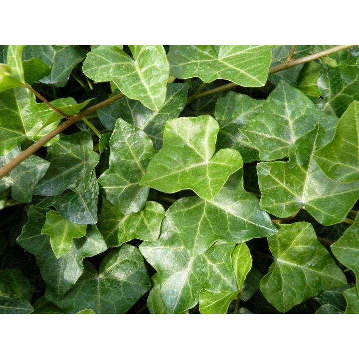 Hedera Hibernica - Irischer Efeu