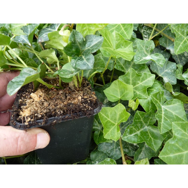Hedera Hibernica - Irischer Efeu