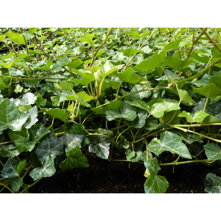Hedera Hibernica - Irischer Efeu