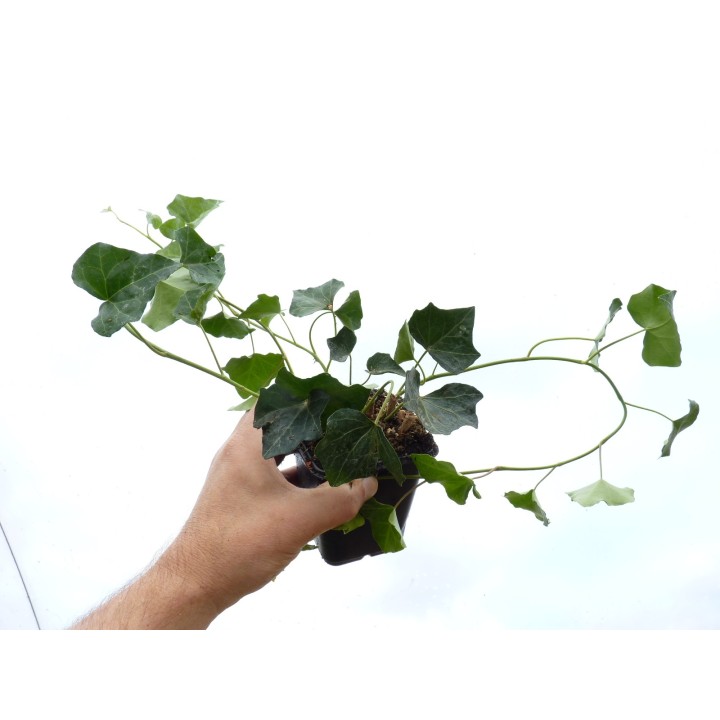 Hedera Hibernica - Irischer Efeu