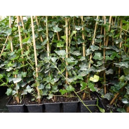 Hedera Hibernica - Irischer Efeu, gestäbt, ab 60 - 150 cm groß