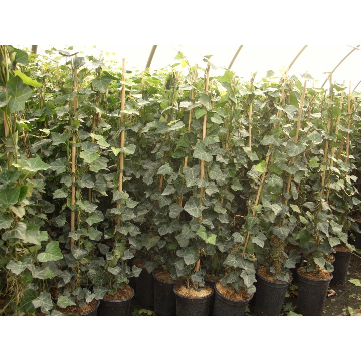 Hedera Hibernica - Irischer Efeu, gestäbt, ab 60 - 150 cm groß
