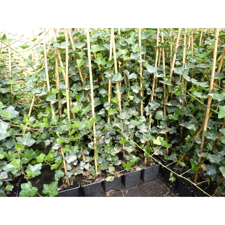 Hedera Hibernica - Irischer Efeu, gestäbt, ab 60 - 150 cm groß