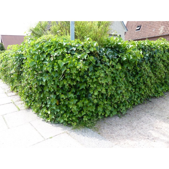 Hedera Hibernica - Irischer Efeu, gestäbt, ab 60 - 150 cm groß