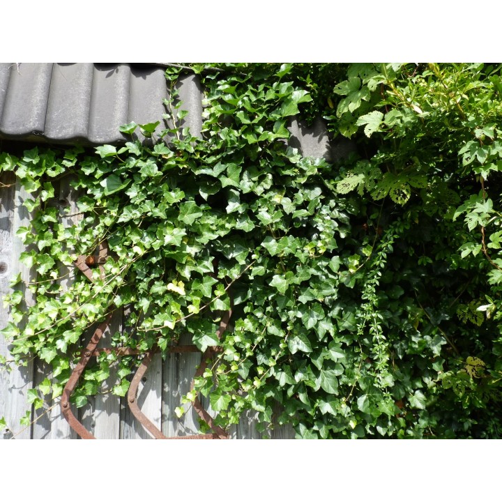 Hedera Hibernica - Irischer Efeu, gestäbt, ab 60 - 150 cm groß