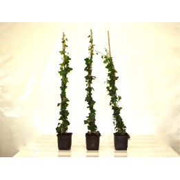 Hedera helix - Einheimischer Efeu, gestäbt, ab 60 - 150 cm groß