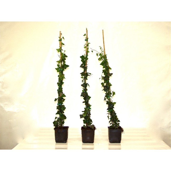 Hedera helix - Einheimischer Efeu, gestäbt, ab 60 - 150 cm groß