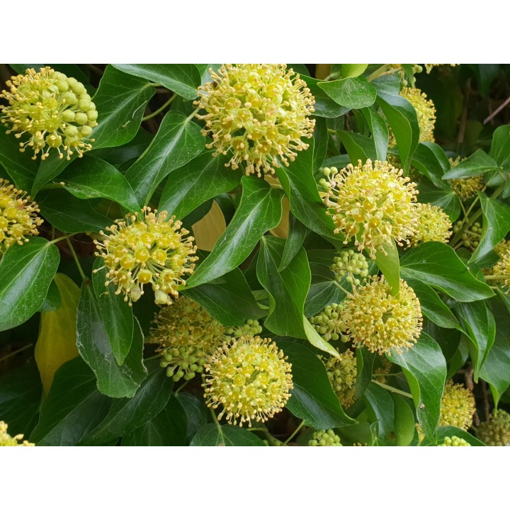 Hedera helix - Einheimischer Efeu, gestäbt, ab 60 - 150 cm groß